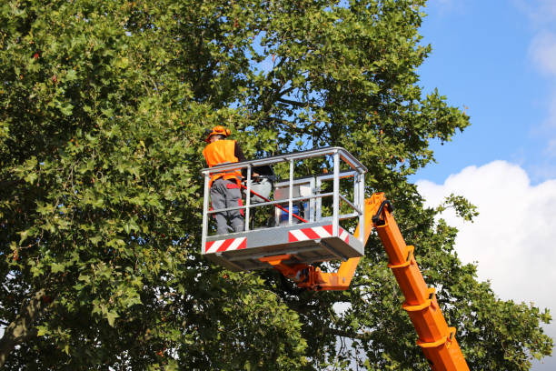 Best Tree Health Inspection  in Merrick, NY